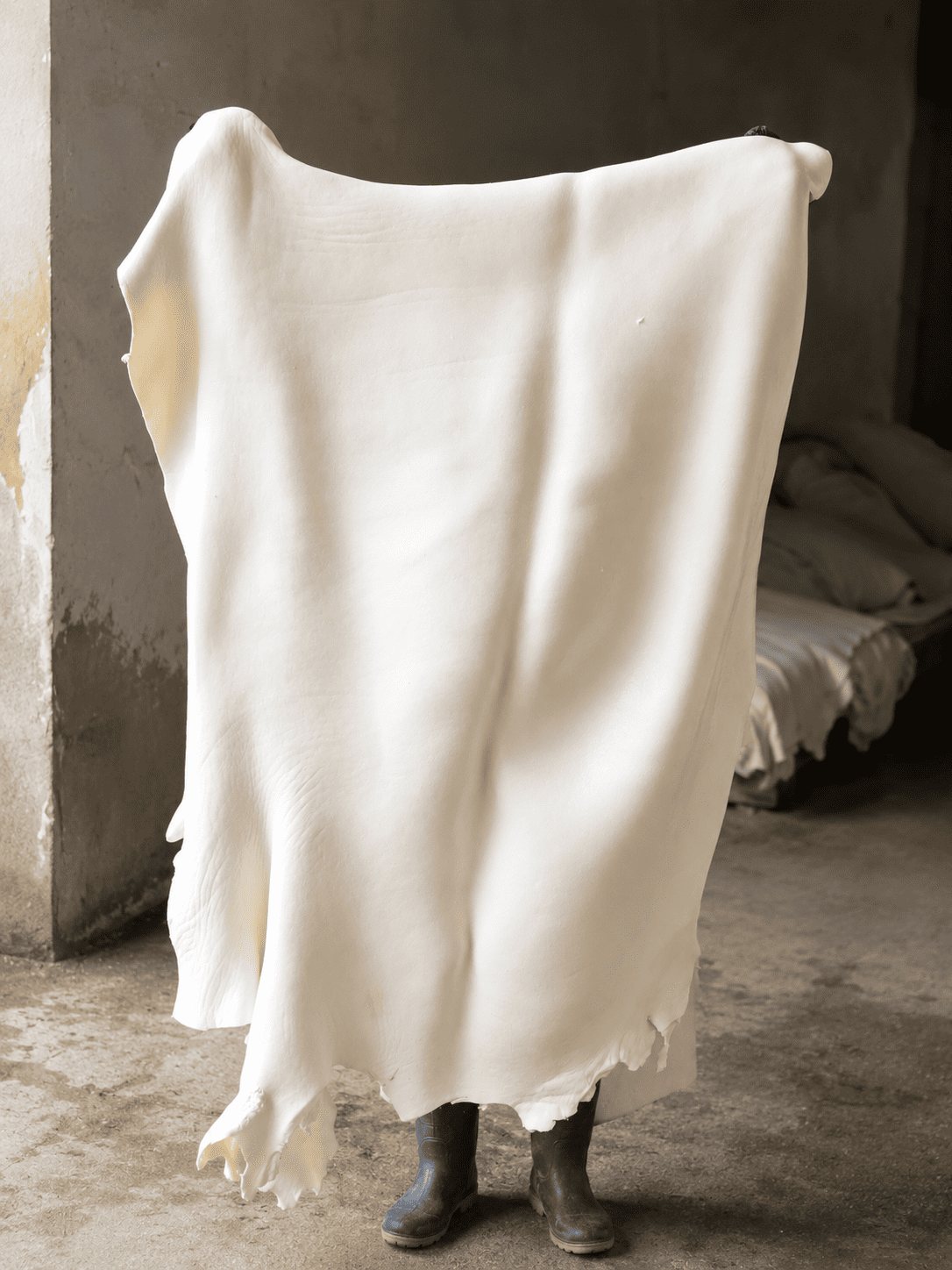 Processed bovine hide material held open for inspection